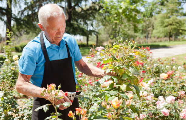 istock Male cutting branches of blooming roses 1266136484