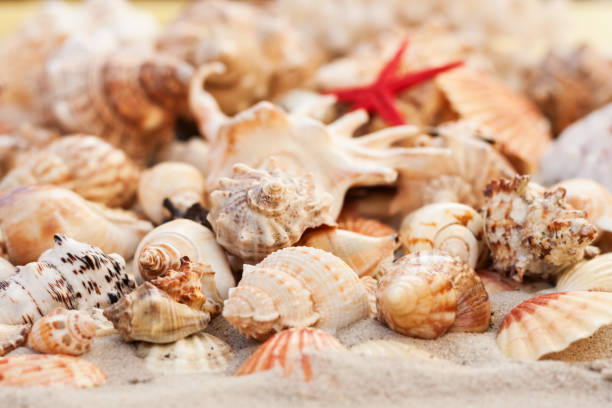 istock Seashells on the sand, summer beach tropical background travel concept with copy space for text. 1266137388