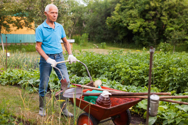istock Senior man carrying garden tools in a wheelbarrow 1266137412
