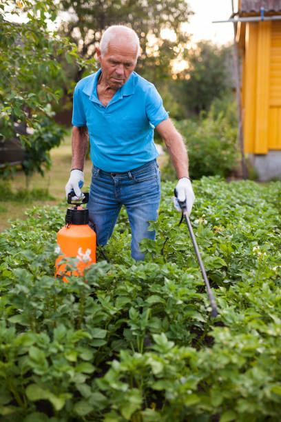 istock Farmer sprays harvest of vegetables with insecticides 1266137421