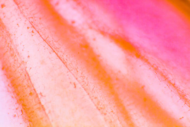 Pigmented large onion cells. Clear epidermal cells of an onion. Suitable as abstact background.