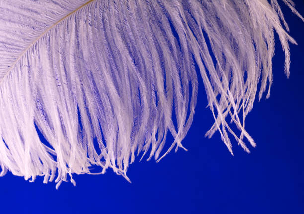 part of white ostrich feather on blue background.copy space. - ostrich bird wind fluffy imagens e fotografias de stock