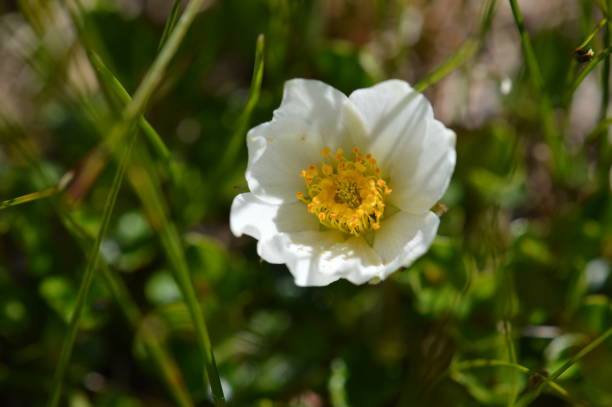 istock Flower in the Alps 1266144229
