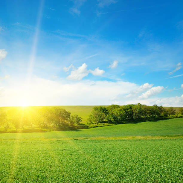 istock Bright sunrise over green field. 1266144275