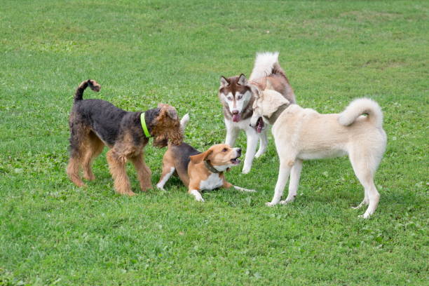 cuatro perros están jugando en una hierba verde en el parque de verano. animales de compañía. - four animals fotografías e imágenes de stock