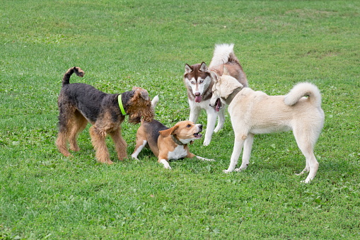 Four dogs are playing on a green grass in the summer park. Pet animals. Purebred dog.