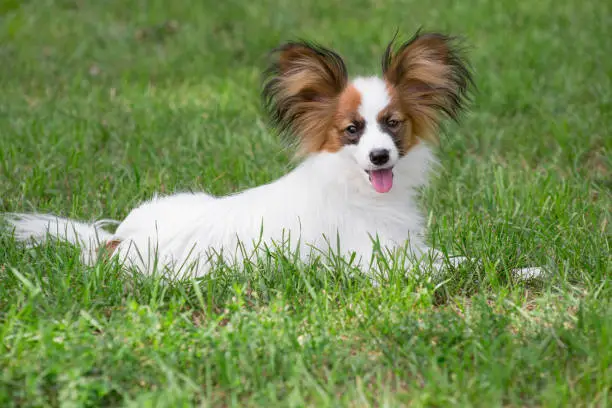 Cute papillon puppy is lying on a green grass in the summer park. Pet animals. Purebred dog.