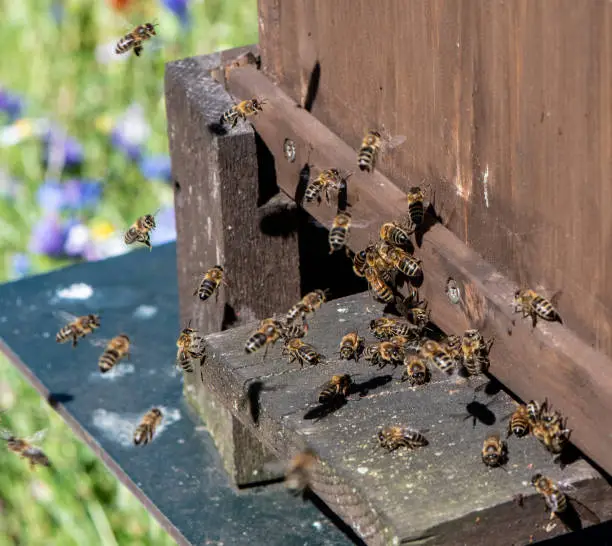 Honeybees are flying to the queen