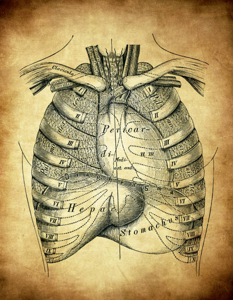 istock Topography of the thoracic viscera 1266147875
