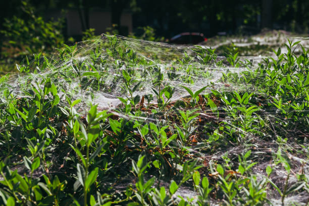 istock Cobweb on bushes outdoors. Spider web on the bushes in summer 1266147932