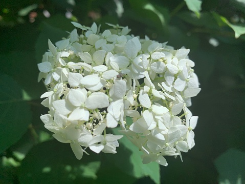 Close-up view of a hydrangea flower from my garden, Quebec, Canada