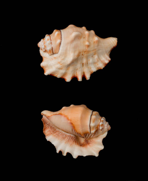 istock Beautiful decorative shell of natural origin on a black background isolated view from both sides from the top 1266148833