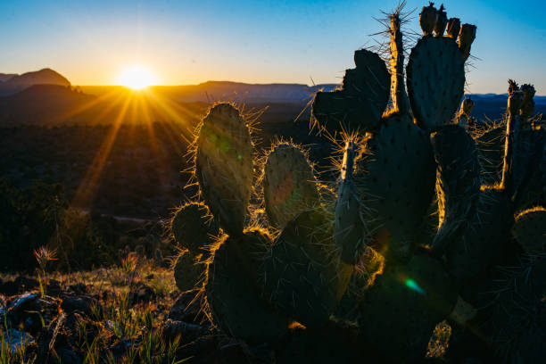 восход кактусов пустыни - sun lens flare sedona desert стоковые фото и изображения