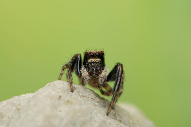 Pseudeuophrys lanigera jumping spider Pseudeuophrys lanigera jumping spider jumping spider photos stock pictures, royalty-free photos & images
