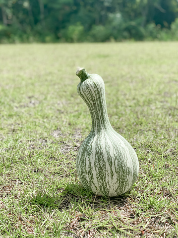 Here is a cushaw squash sitting in the grass