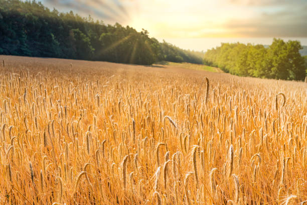 istock wheat on field against blue sky in summer 1266150884