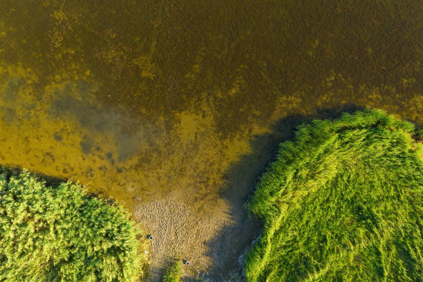 istock Shoreline with green reeds and sand. 1266151500