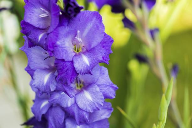 primo piano vista macro del fiore di gladiolo viola isolato su sfondo verde. bellissimo sfondo. - flower purple gladiolus isolated foto e immagini stock