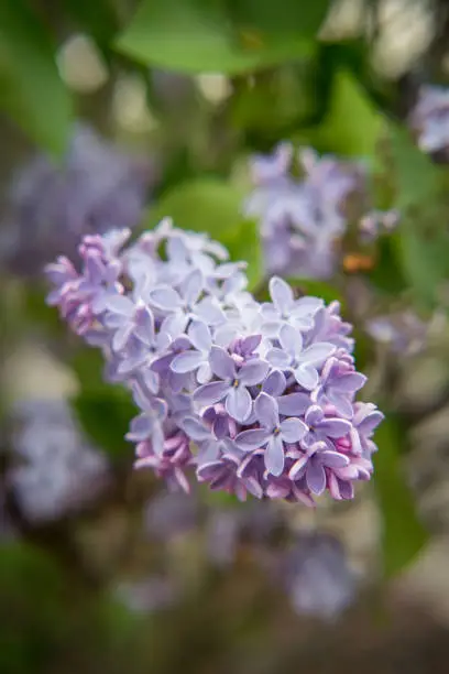 Bluming vivid purple lilac flowers growing in garden