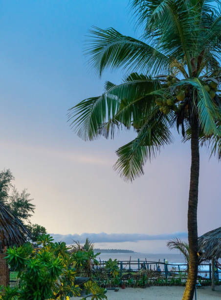 istock palm trees on a tropical beach at sunset, sri lanka 1266155395