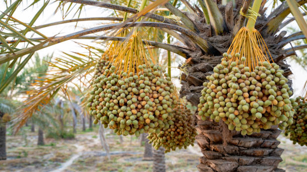Plantation of date palms. Tropical agriculture industry in the Middle East. Plantation of date palms. Tropical agriculture industry in the Middle East. date fruit stock pictures, royalty-free photos & images