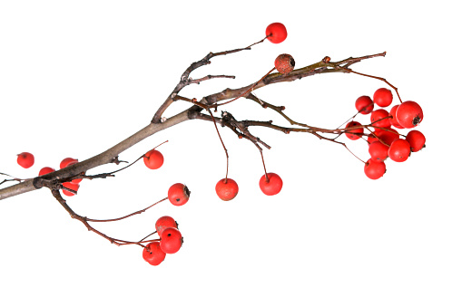 A branch of berry fruit for Christmas decoration