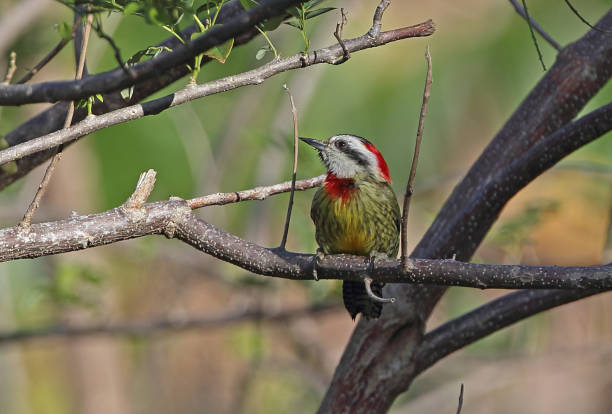 istock Cuban Green Woodpecker 1266156676