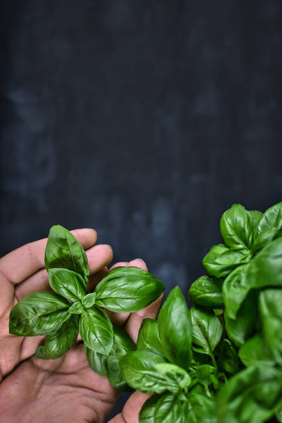istock Hands holding bunch of fresh basil on dark background with copy space 1266156845