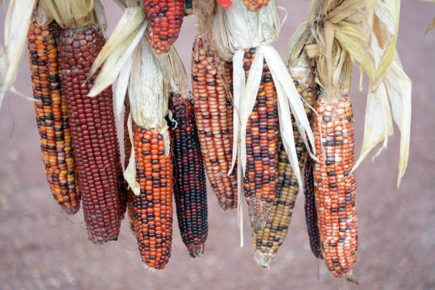 istock Indiana dry corns 1266156932