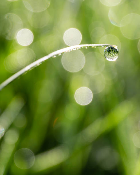 istock a water drop on grass acts magnifies the scene 1266156953