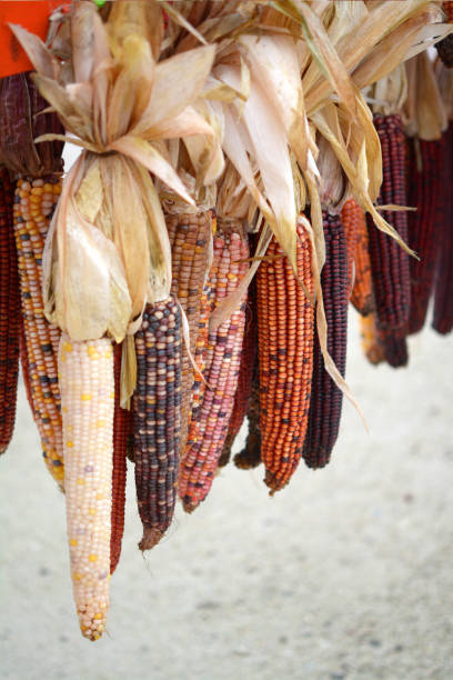 istock Indiana dry corns 1266156993