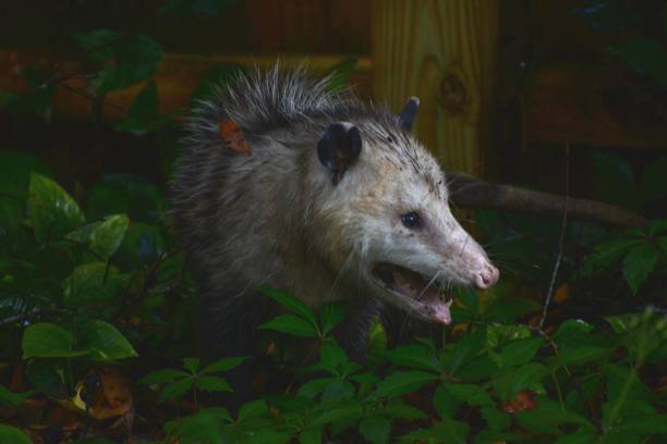 Close-up Virginia Opossum (didelphis virginiana) head Close-up Opossum head with sharp teeth and pink nose. possum stock pictures, royalty-free photos & images