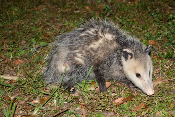 istock Close-up Virginia Opossum (didelphis virginiana) face 1266157068
