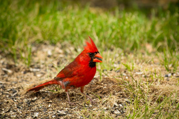 Profile of a Northern Cardinal While Perched on a Branch of a Tree