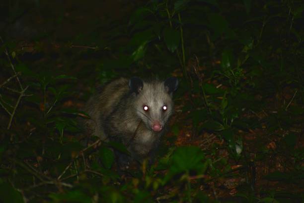 Virginia Opossum (didelphis virginiana) at night