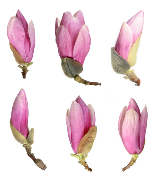 istock pink magnolia flower 1266158442