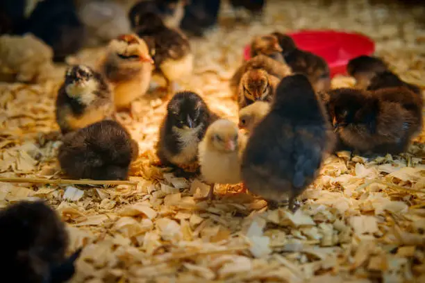 Newborn baby duck and chicken chicks in coop