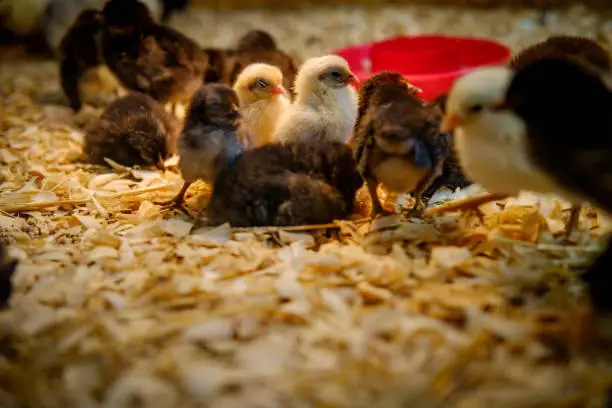 Newborn baby duck and chicken chicks in coop