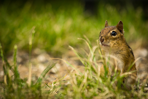 North American chipmunk exploring the yard early spring