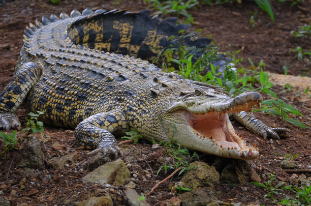 istock Saltwater crocodile in the swamp 1266158730