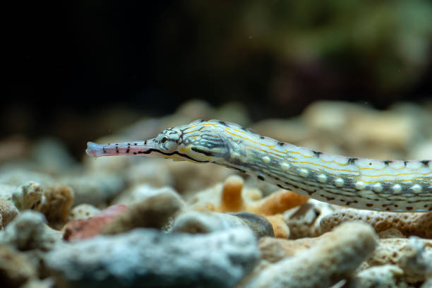 istock Marine fishes 1266158735