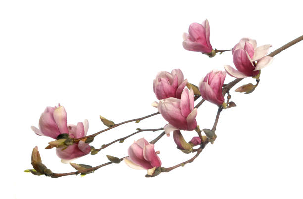 istock pink magnolia flower 1266158763