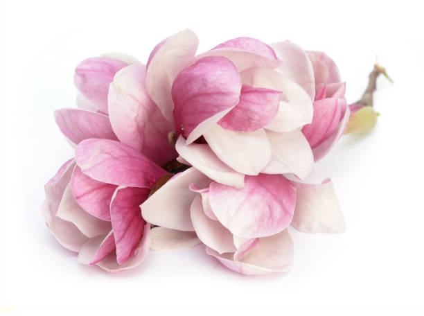 istock pink magnolia flower 1266159495