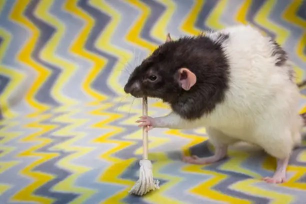 Fancy agouti-colored hooded pet rat exploring sofa indoors
