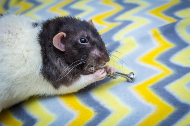 istock Fancy Pet Rat Trumpet 1266159717