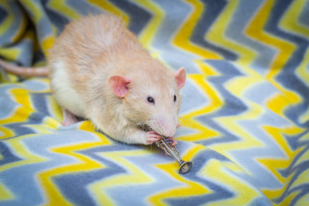 istock Fancy Pet Rat Trumpet 1266159734