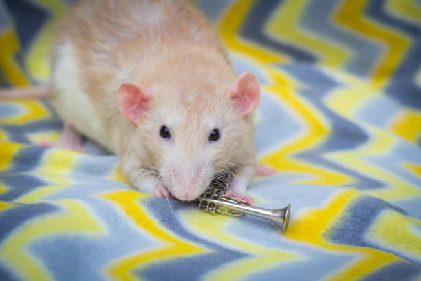 istock Fancy Pet Rat Trumpet 1266159737