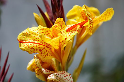 yellow orchid with red mottled macro gray background