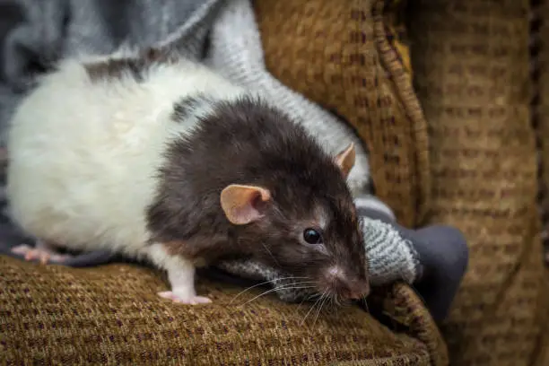 Fancy agouti-colored hooded pet rat exploring sofa indoors