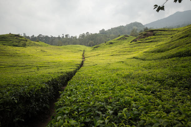 istock tea bushes from a highperspective with fresh sun light 1266161605